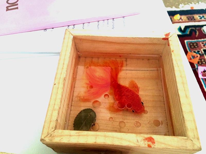 3D Fish in the box